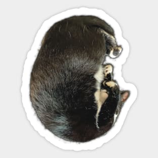 Sleepy Cuddle Cutie | Tuxedo Cat Photograph Sticker